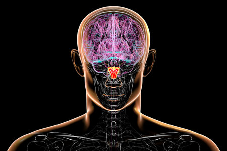 Medulla oblongata highlighted in human brain, 3D illustration. Controls breathing, heartbeat, and other vital autonomic functions. Back view.の写真素材