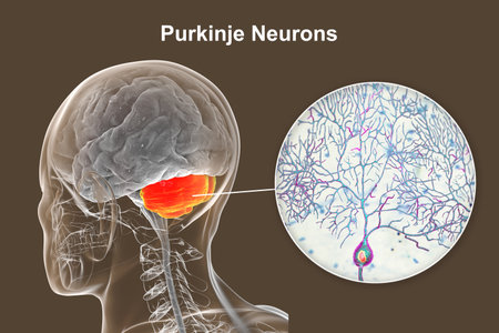 Human brain with highlighted cerebellum and close-up of Purkinje neurons, 3D illustration. Cerebellum controls balance and coordination, Purkinje cells are key neurons in motor function.の写真素材