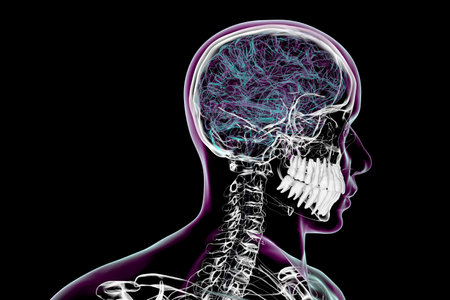 Teeth, 3D illustration in x-ray style showing human head anatomy with visible brain, cervical spine, nerves, vessels, and transparent soft tissues.の写真素材