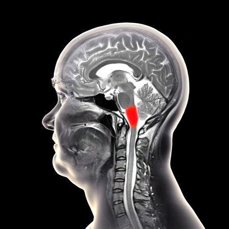 Medulla oblongata highlighted in human brain, colored MRI composite image and 3D illustration. Controls breathing, heartbeat, and other vital autonomic functions.の写真素材