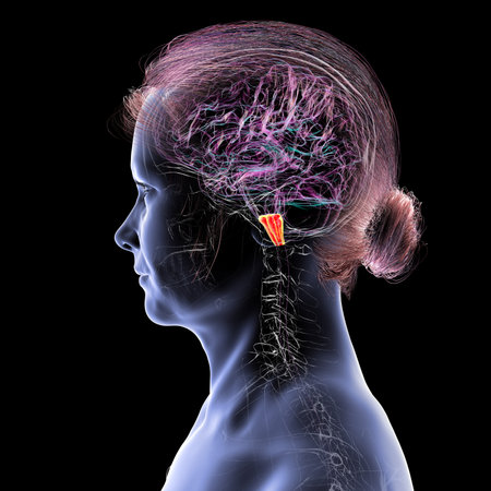 Medulla oblongata highlighted in human brain, 3D illustration. Controls breathing, heartbeat, and other vital autonomic functions.の写真素材