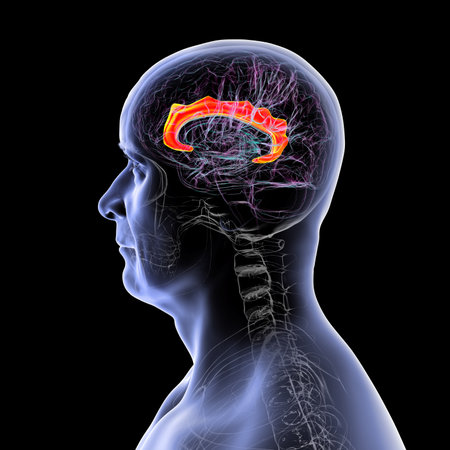 Human brain highlighting the cingulate gyrus, essential for emotion processing, decision-making, and cognitive control in various disorders.の写真素材