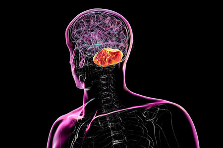 Human brain with highlighted cerebellum, 3D illustration. Cerebellum is responsible for coordination, balance, and fine motor control. Damaged in ataxia and neurodegenerative disorders.の写真素材