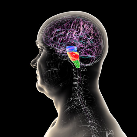 Brainstem highlighted in human brain: midbrain in blue, pons in orange, and medulla oblongata in green, 3D illustration.の写真素材