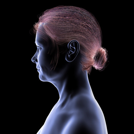 Woman's head and neck in silhouette, side view, 3D illustration showing anatomical contours and profile structure on black background.の写真素材