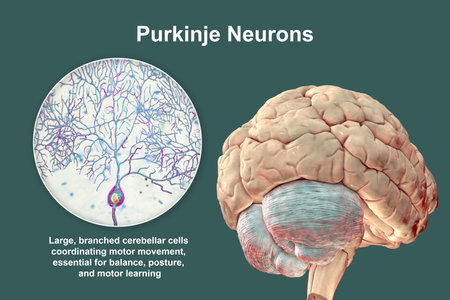Human brain with highlighted cerebellum and close-up of Purkinje neurons, 3D illustration. Cerebellum controls balance and coordination, Purkinje cells are key neurons in motor function.の写真素材