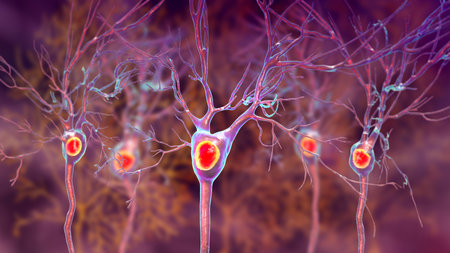 Purkinje neurons, 3D illustration showing large, branching neurons of the cerebellar cortex, involved in motor coordination, and affected in ataxias.の写真素材