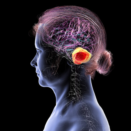 Human brain with highlighted cerebellum, 3D illustration. Cerebellum is responsible for coordination, balance, and fine motor control. Damaged in ataxia and neurodegenerative disorders.の写真素材