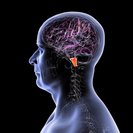 Medulla oblongata highlighted in human brain, 3D illustration. Controls breathing, heartbeat, and other vital autonomic functions.の写真素材