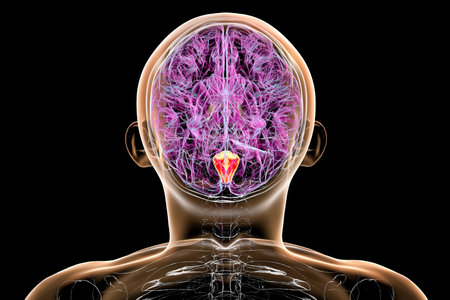 Medulla oblongata highlighted in human brain, 3D illustration. Controls breathing, heartbeat, and other vital autonomic functions. Top view.の写真素材