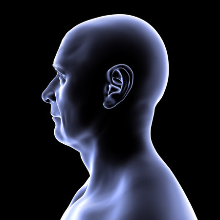 Man' head and neck in silhouette, side view, 3D illustration showing anatomical outline and structural features on a black background.の写真素材