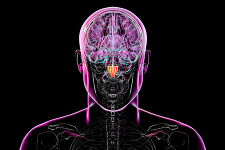 Medulla oblongata highlighted in human brain, 3D illustration. Controls breathing, heartbeat, and other vital autonomic functions.の写真素材