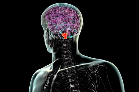 Medulla oblongata highlighted in human brain, 3D illustration. Controls breathing, heartbeat, and other vital autonomic functions.の写真素材