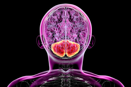 Human brain with highlighted cerebellum, 3D illustration. Cerebellum is responsible for coordination, balance, and fine motor control. Damaged in ataxia and neurodegenerative disorders. Front view.の写真素材