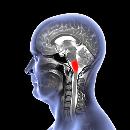 Medulla oblongata highlighted in human brain, colored MRI composite image and 3D illustration. Controls breathing, heartbeat, and other vital autonomic functions.の写真素材