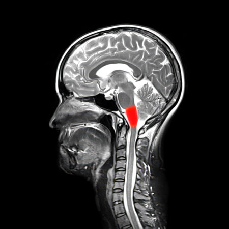 Medulla oblongata highlighted in human brain, colored composite MRI image. Controls breathing, heartbeat, and other vital autonomic functions.の写真素材