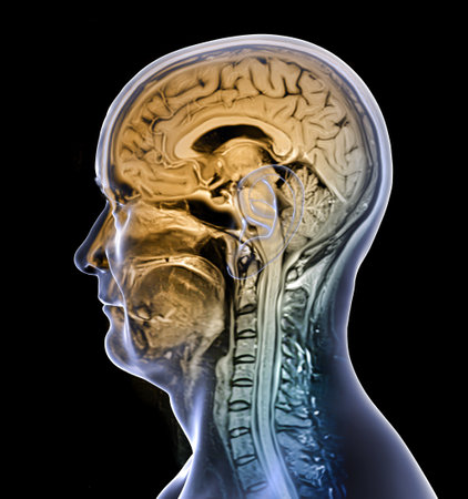 Colored composite magnetic resonance imaging (MRI) scan and 3D illustration of brain and neck from a 44-year-old patient, showing central nervous system anatomy and cervical spine.の写真素材