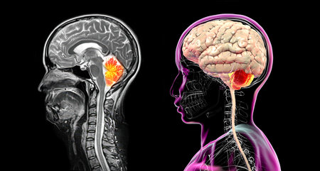 Cerebellum, 3D illustration and colored MRI composite image showing brain anatomy with highlighted cerebellum, important for coordination, balance, and motor control.の写真素材