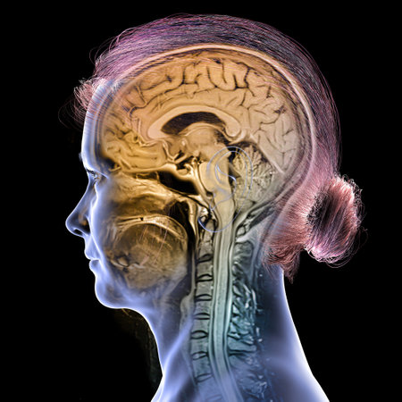 Colored composite magnetic resonance imaging (MRI) scan and 3D illustration of brain and neck from a 44-year-old patient, showing central nervous system anatomy and cervical spine.の写真素材