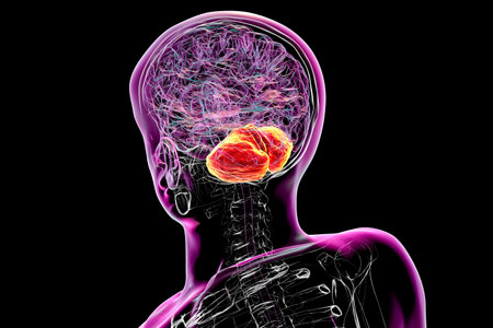 Human brain with highlighted cerebellum, 3D illustration. Cerebellum is responsible for coordination, balance, and fine motor control. Damaged in ataxia and neurodegenerative disorders.の写真素材