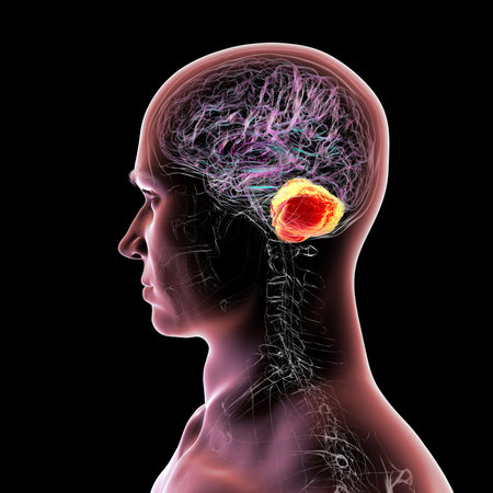 Human brain with highlighted cerebellum, 3D illustration. Cerebellum is responsible for coordination, balance, and fine motor control. Damaged in ataxia and neurodegenerative disorders.の写真素材