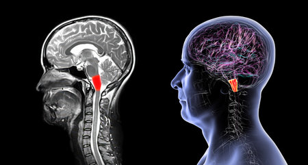 Medulla oblongata highlighted in human brain, colored MRI composite image and 3D illustration. Controls breathing, heartbeat, and other vital autonomic functions.の写真素材
