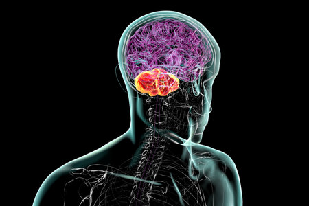 Human brain with highlighted cerebellum, 3D illustration. Cerebellum is responsible for coordination, balance, and fine motor control. Damaged in ataxia and neurodegenerative disorders.の写真素材