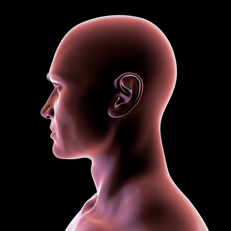 Man' head and neck in silhouette, side view, 3D illustration showing anatomical outline and structural features on a black background.の写真素材