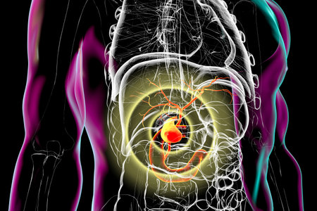 Gallbladder diseases concept, 3D illustration showing human body with highlighted gallbladder, associated with cholelithiasis, cholecystitis, and other diseases.の写真素材