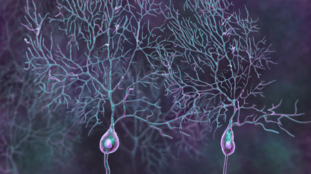 Purkinje neurons, 3D illustration showing large, branching neurons of the cerebellar cortex, involved in motor coordination, and affected in ataxias.の写真素材
