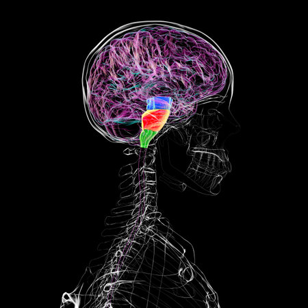 Brainstem highlighted in human brain: midbrain in blue, pons in orange, and medulla oblongata in green, 3D illustration.の写真素材