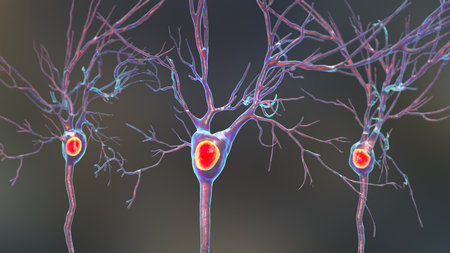 Purkinje neurons, 3D illustration showing large, branching neurons of the cerebellar cortex, involved in motor coordination, and affected in ataxias.の写真素材