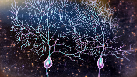 Purkinje neurons, 3D illustration showing large, branching neurons of the cerebellar cortex, involved in motor coordination, and affected in ataxias.の写真素材
