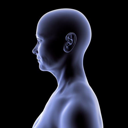 Woman's head and neck in silhouette, side view, 3D illustration showing anatomical contours and profile structure on black background.の写真素材