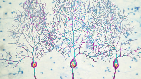 Purkinje neurons, 3D illustration showing large, branching neurons of the cerebellar cortex, involved in motor coordination, and affected in ataxias.の写真素材