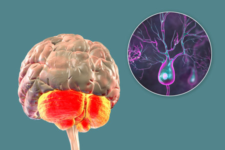 Human brain with highlighted cerebellum and close-up of Purkinje neurons, 3D illustration. Cerebellum controls balance and coordination, Purkinje cells are key neurons in motor function.の写真素材
