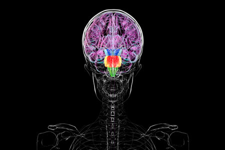 Brainstem highlighted in human brain: midbrain in blue, pons in orange, and medulla oblongata in green, 3D illustration.の写真素材