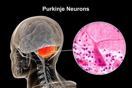 Human brain with highlighted cerebellum and close-up view of Purkinje neurons, involved in motor coordination, and affected in ataxias, 3D illustration and light micrograph.の写真素材