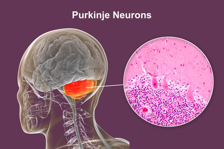 Human brain with highlighted cerebellum and close-up view of Purkinje neurons, involved in motor coordination, and affected in ataxias, 3D illustration and light micrograph.の写真素材