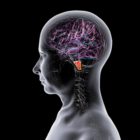 Medulla oblongata highlighted in human brain, 3D illustration. Controls breathing, heartbeat, and other vital autonomic functions.の写真素材