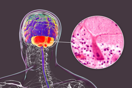 Human brain with highlighted cerebellum and close-up view of Purkinje neurons, involved in motor coordination, and affected in ataxias, 3D illustration and light micrograph.の写真素材