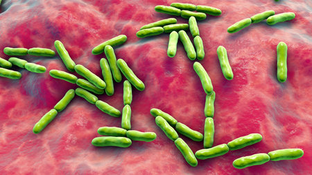 Bifidobacterium bacteria, 3D illustration. Gram-positive anaerobic bacteria important for gut...