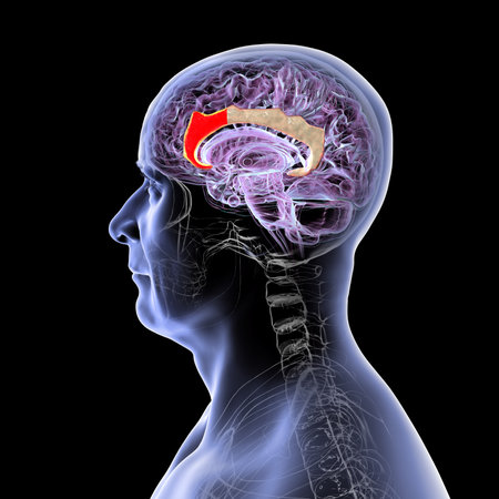Anterior cingulate cortex, 3D illustration. Shown in red on a brain mid-section. This region...
