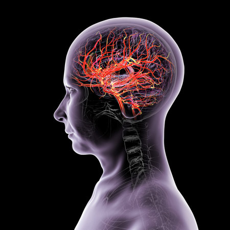 Arterial blood supply of the human brain, side view, 3D illustration.