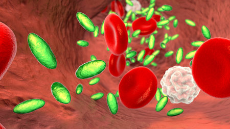 Christensenella hongkongensis bacteria in blood flow, 3D illustration. A Gram-positive coccobacillus...