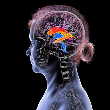 The lateral brain ventricles, the largest paired cavities in the brain, responsible for producing...