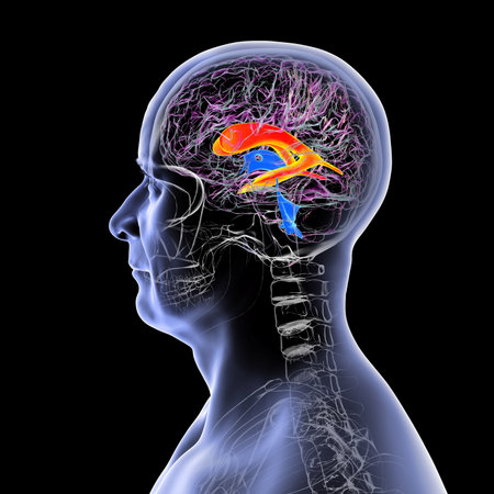 The lateral brain ventricles, the largest paired cavities in the brain, responsible for producing...