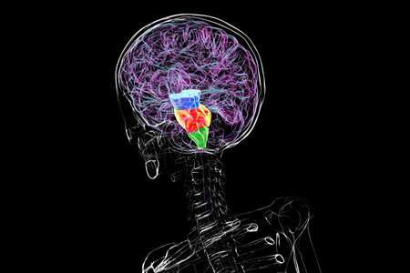 Brainstem highlighted in human brain: midbrain in blue, pons in orange, and medulla oblongata in...
