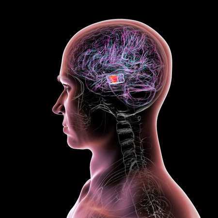 Human brain with highlighted substantia nigra in the midbrain, a key structure involved in movement...