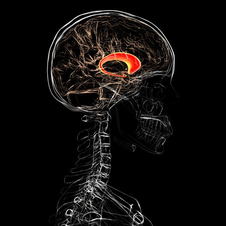 Human brain with highlighted caudate nucleus, 3D illustration. A deep gray matter structure involved...
